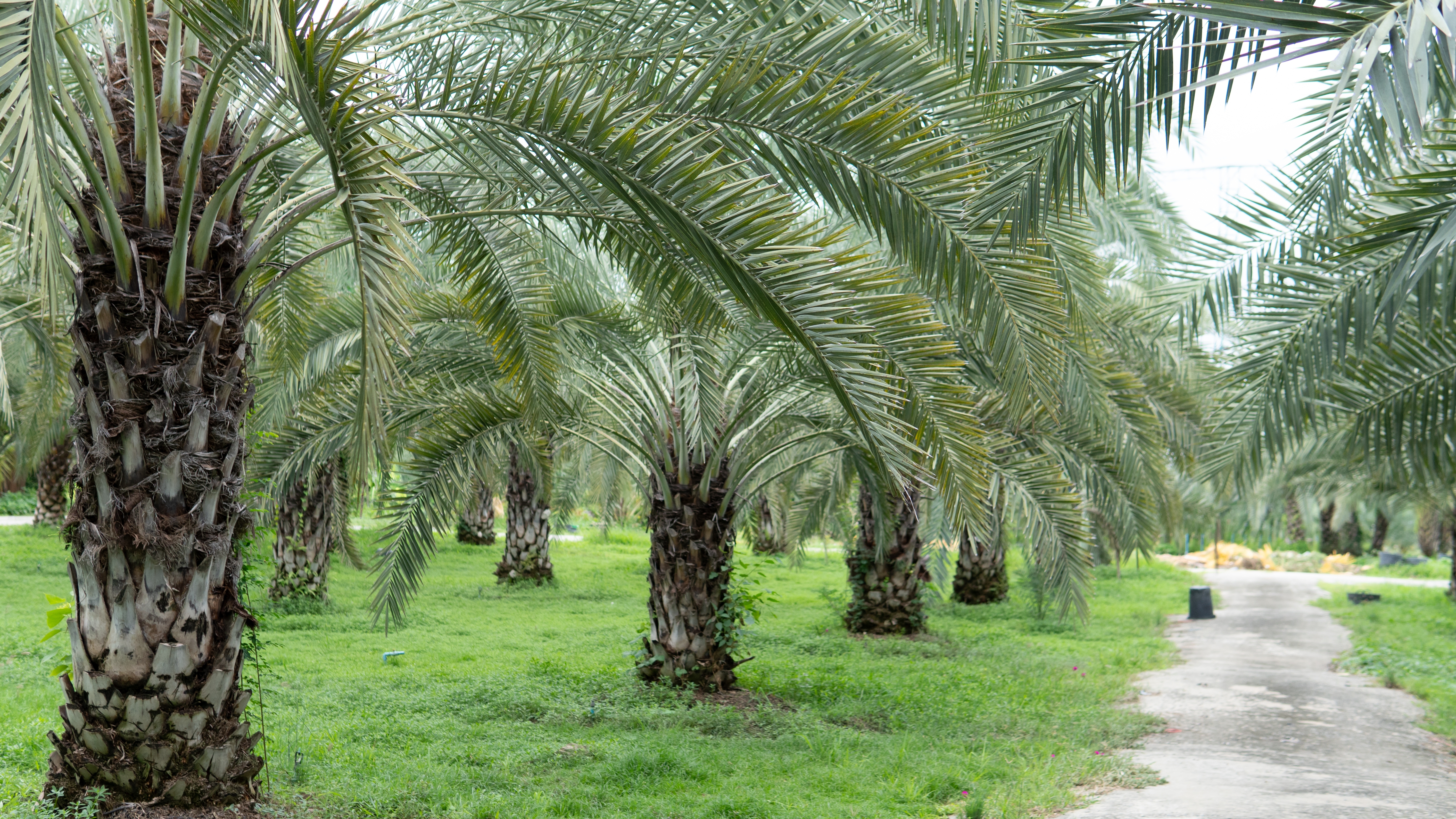 Sustainable Islamic Finance: A Natural Convergence. 